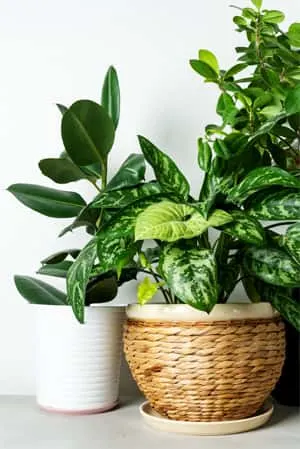 adding plants increases the good energy