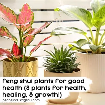 feng shui plants for good health