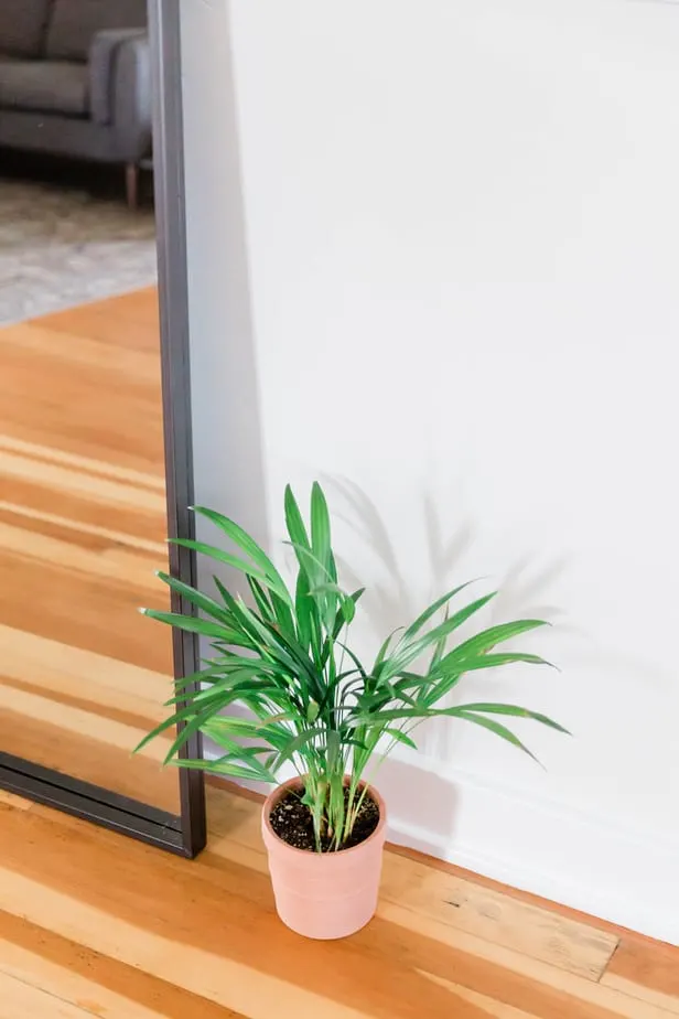 plant on floor next to mirror