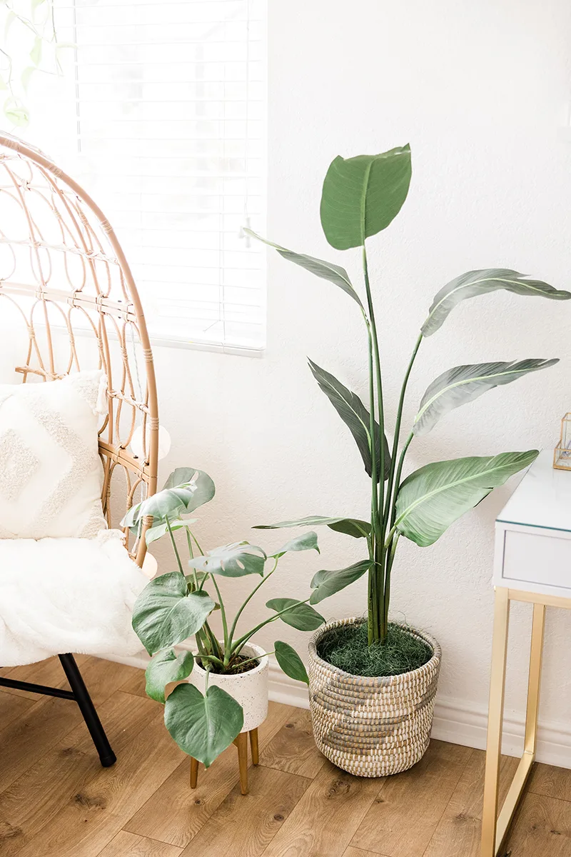 plants on floor next to chair