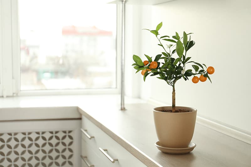 citrus tree in small pot on counter
