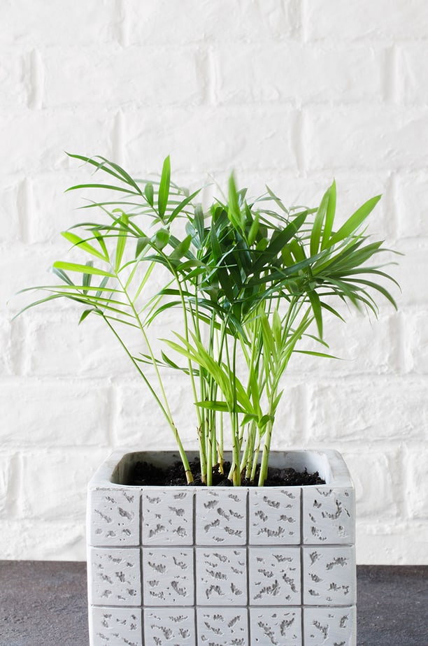 parlor palm in square pot