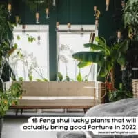 18 feng shui lucky plants that will actually bring good fortune in 2022