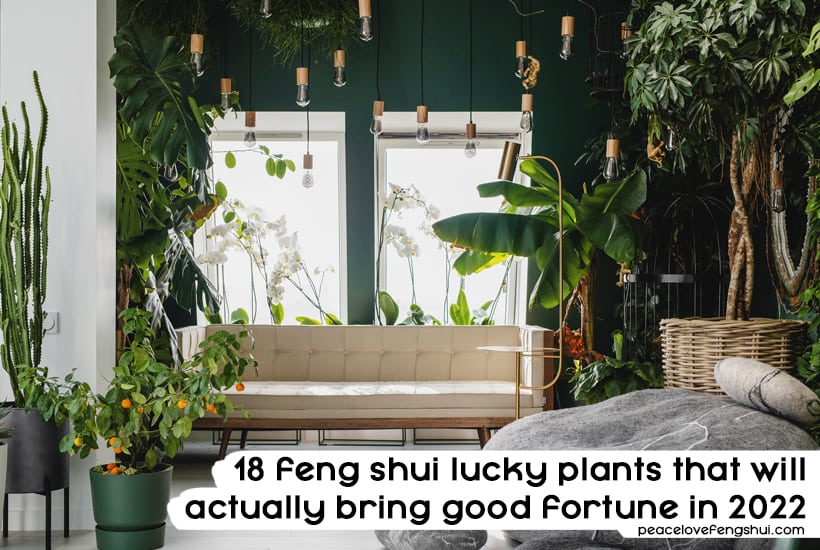 18 feng shui lucky plants that will actually bring good fortune in 2022