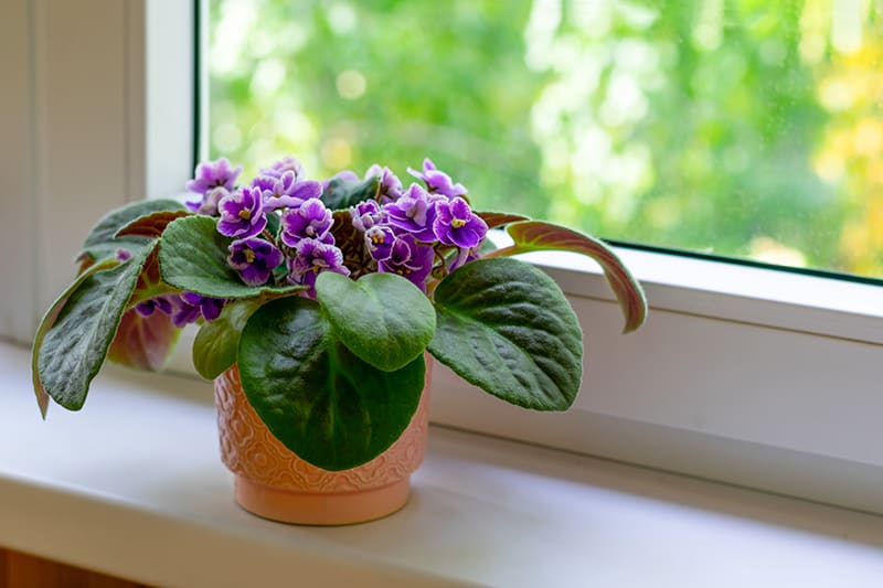 small african violet plant on windowsill