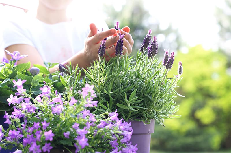 woman touching lavender plant
