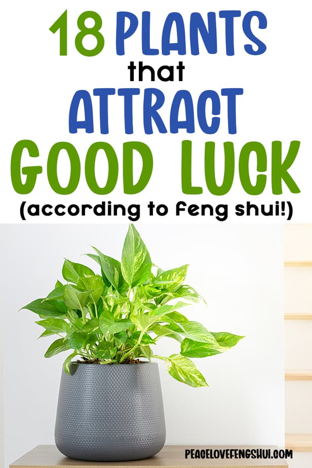 18 plants that attract good luck (according to feng shui!)