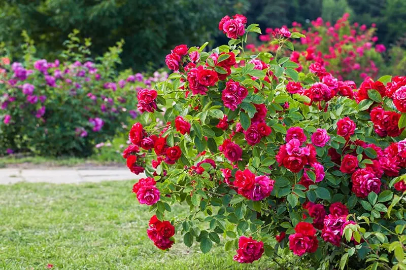 large rose bush in garden