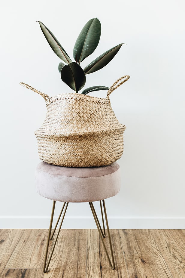 rubber tree plant in basket on chair