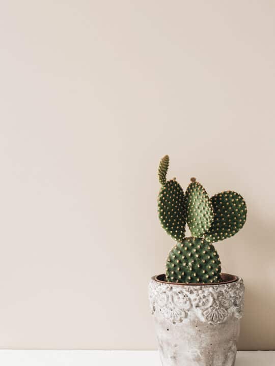 cactus and feng shui - cactus in a flower pot