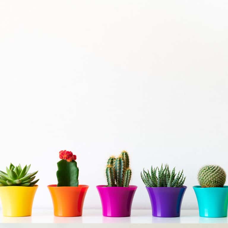 cactus feng shui - cactus in colorful pots