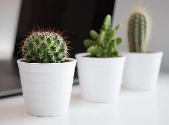 cactus plant feng shui tips - 3 small cactus plants in white pots