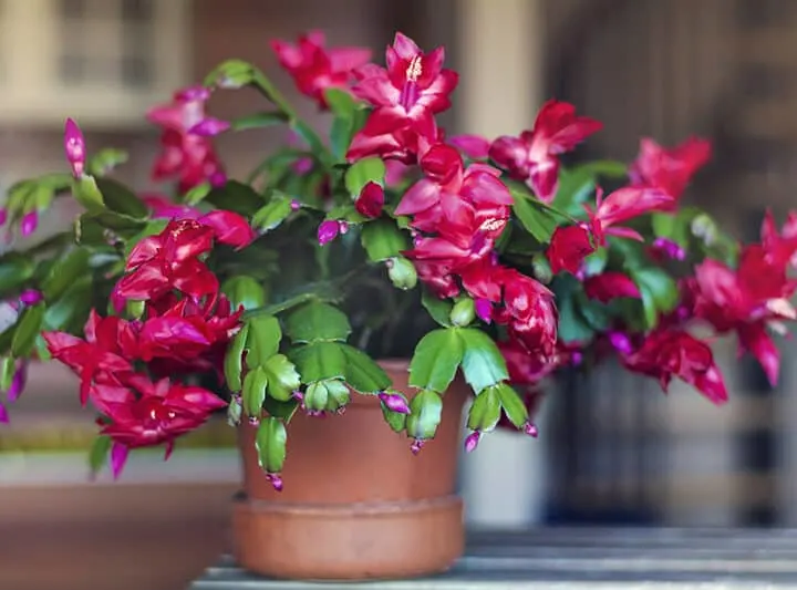 christmas cactus with pink blooms