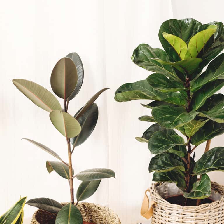 feng shui wood element