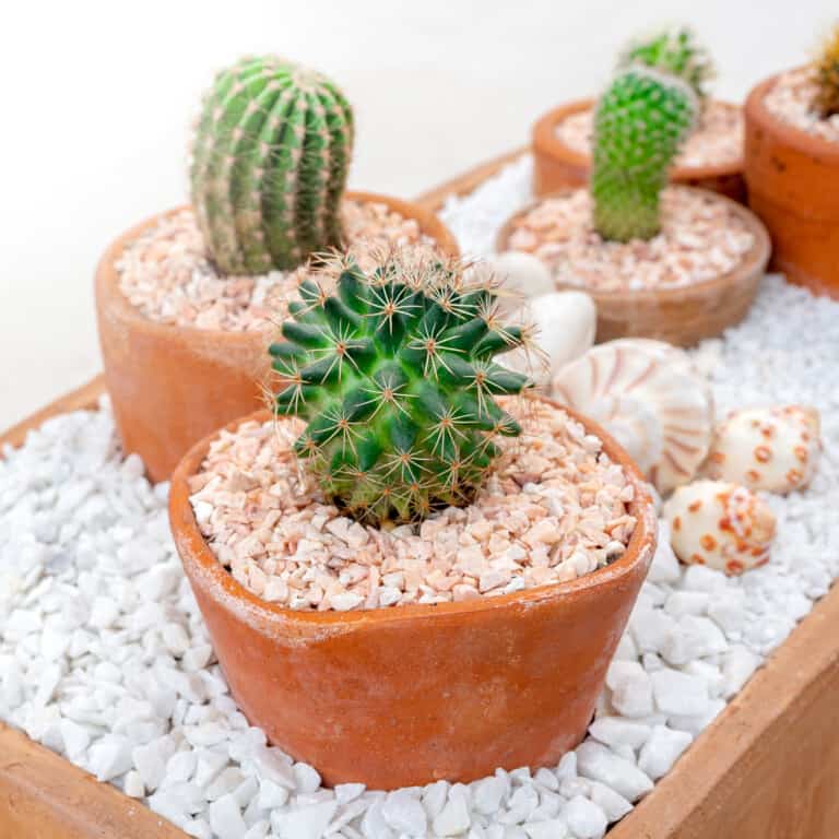 bad luck plants in feng shui