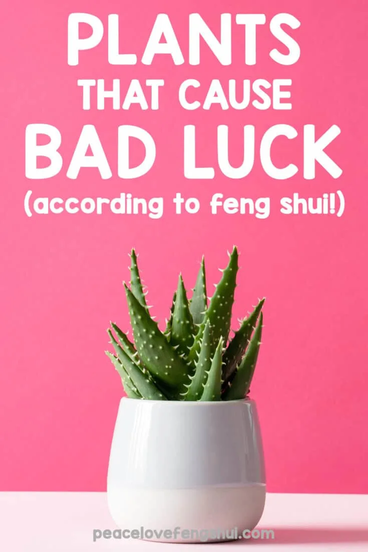 plants that cause bad luck according to feng shui