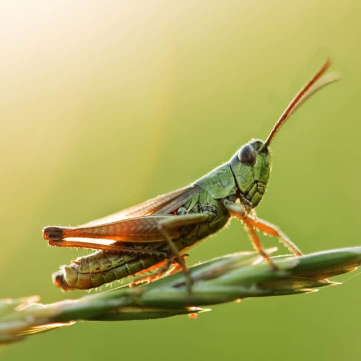 grasshopper meaning feng shui