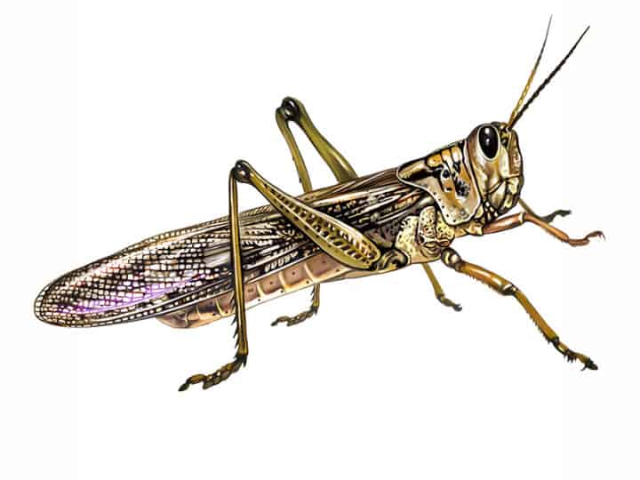 grasshopper illustration