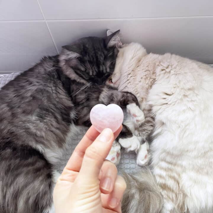 crystals for healing a broken heart (hand holding rose quartz in front of sleeping cats)