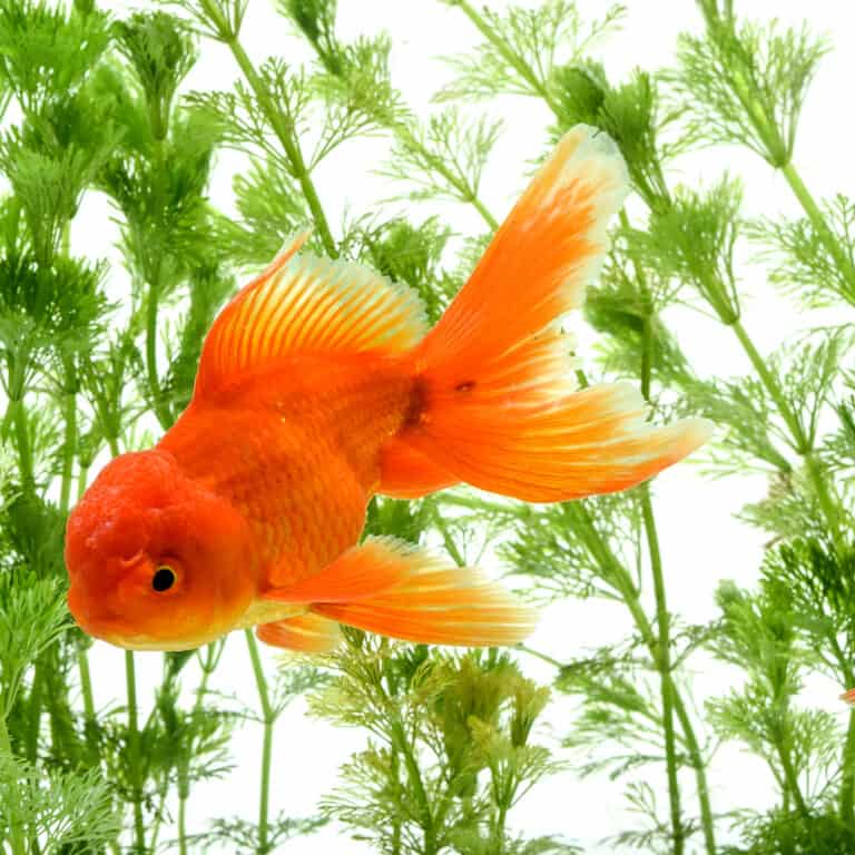 feng shui goldfish