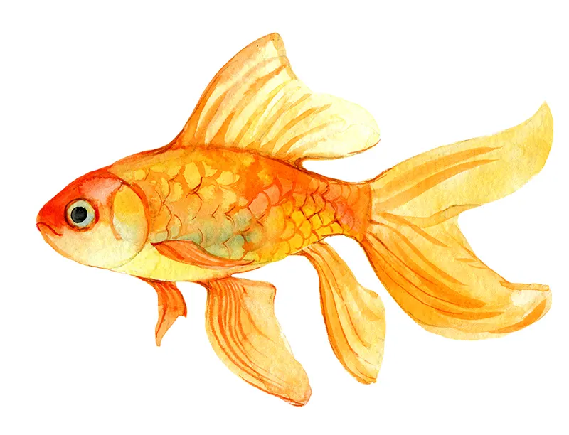 goldfish artwork
