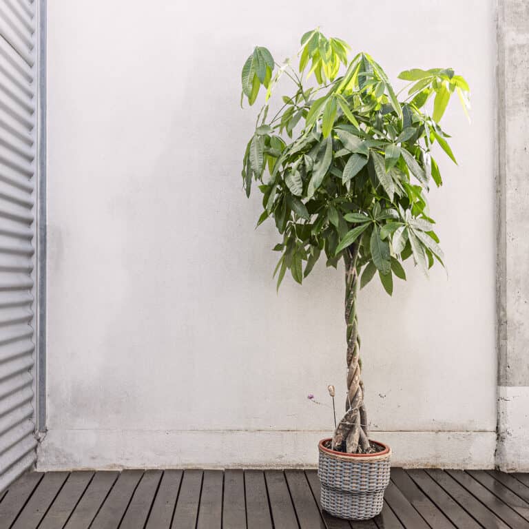 feng shui money tree