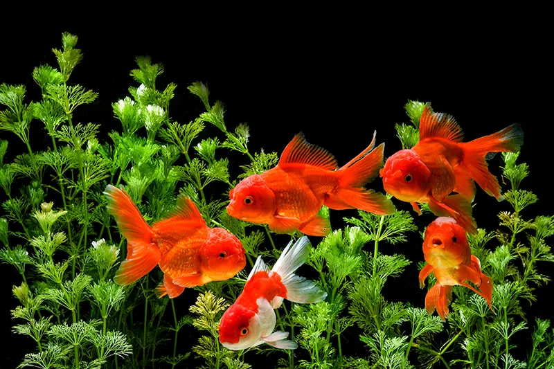 group of different goldfish in an aquarium with plants