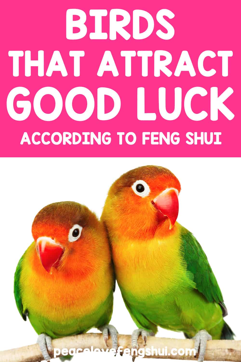 birds that attract good luck according to feng shui