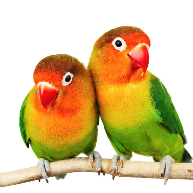 feng shui birds