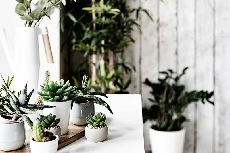 house plants on a table