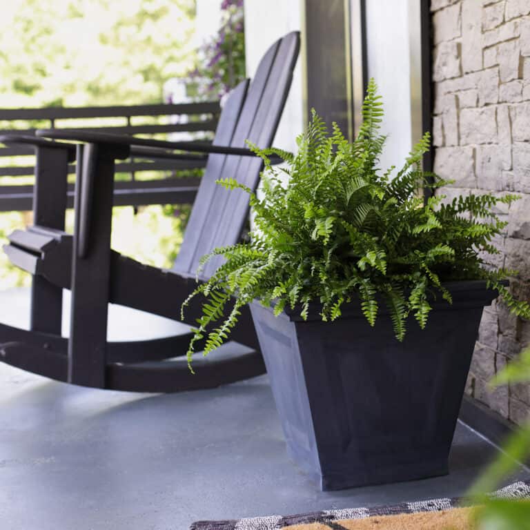 feng shui front door plants