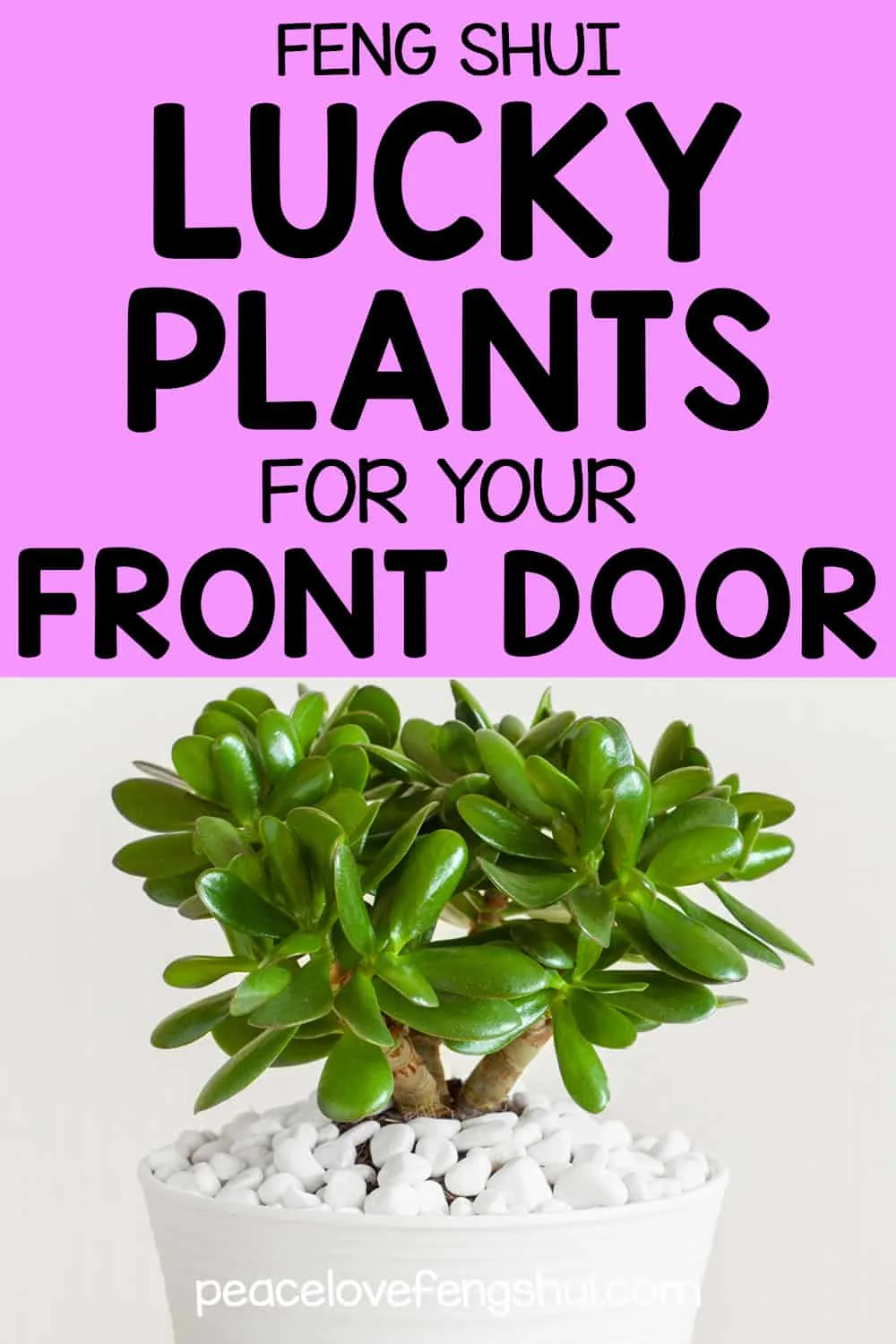 feng shui lucky plants for your front door