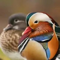 feng shui mandarin ducks