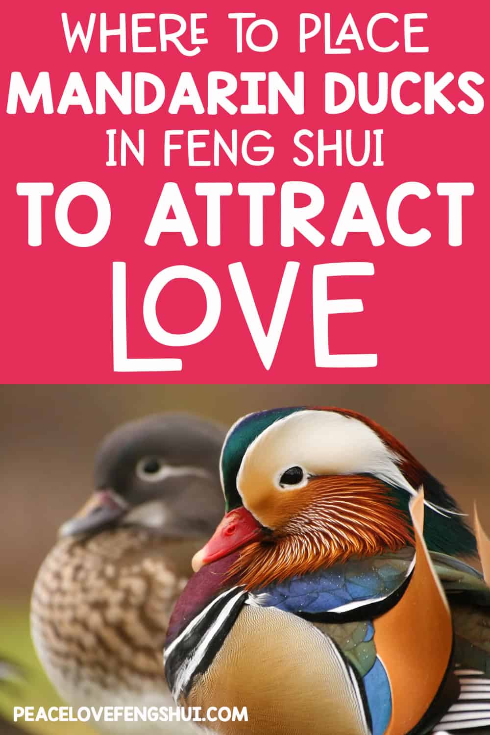 where to place mandarin ducks in feng shui to attract love