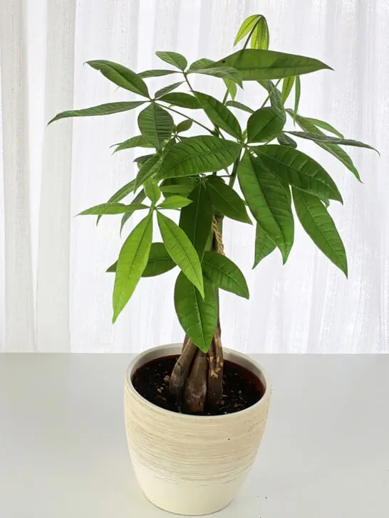 money tree plant in front of a window