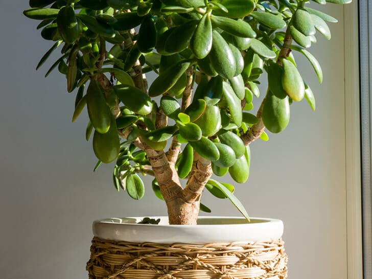 jade plant in basket