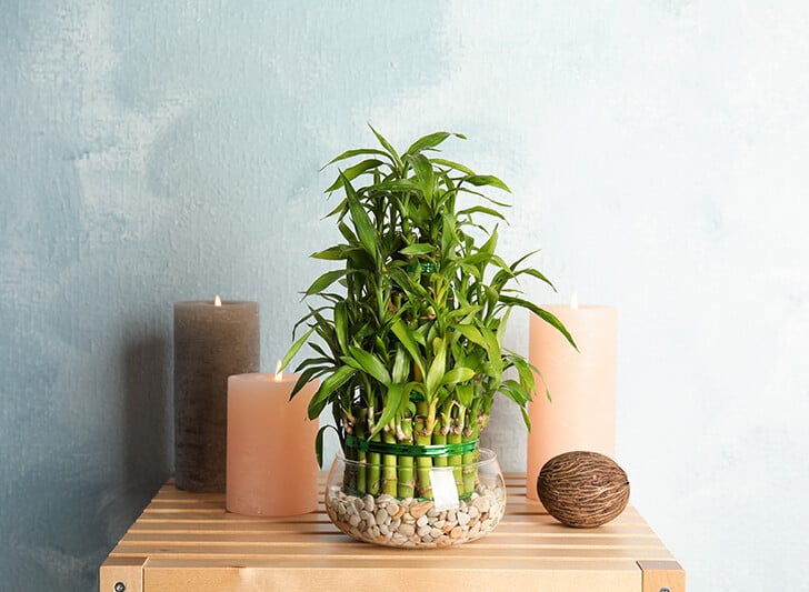lucky bamboo plant and candles on entryway table