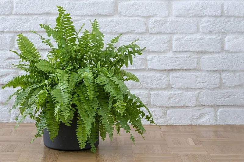 boston fern plant in front of a brick wall