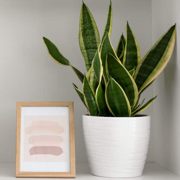 feng shui office plants