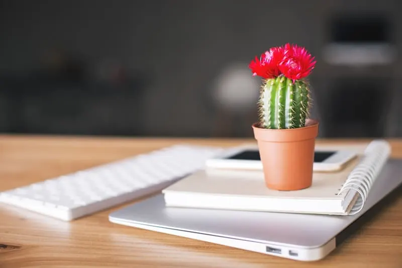 flowering cactus plant on a desk