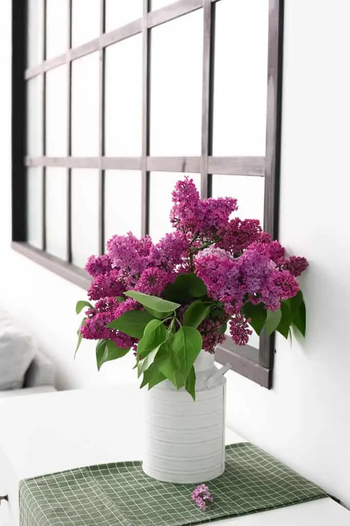 cut lilac flowers in a vase