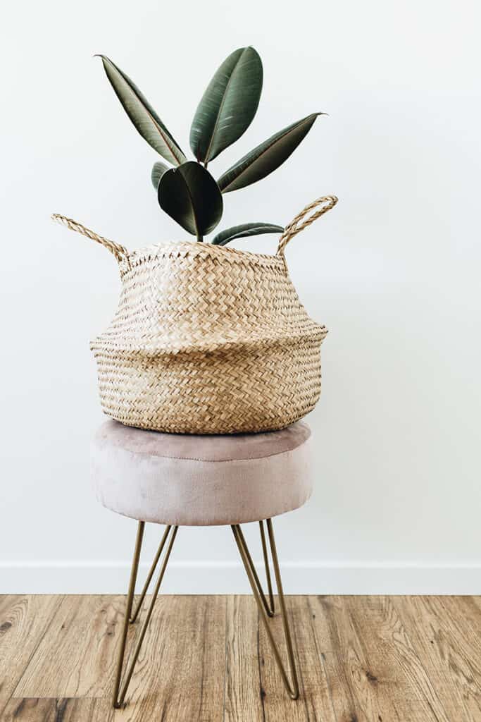 rubber plant in a basket on top of a stool