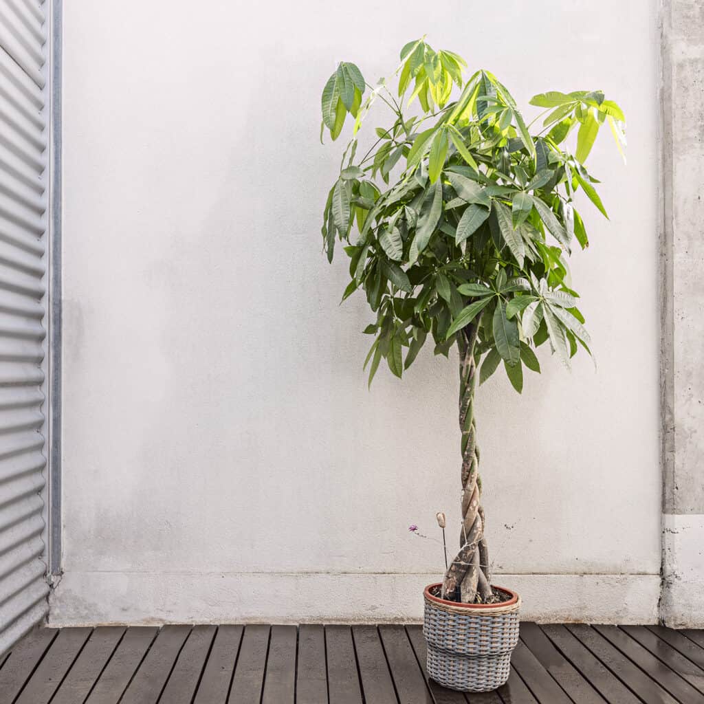 money tree plant with braided trunk on a patio