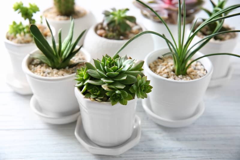 small succulent plants in white pots