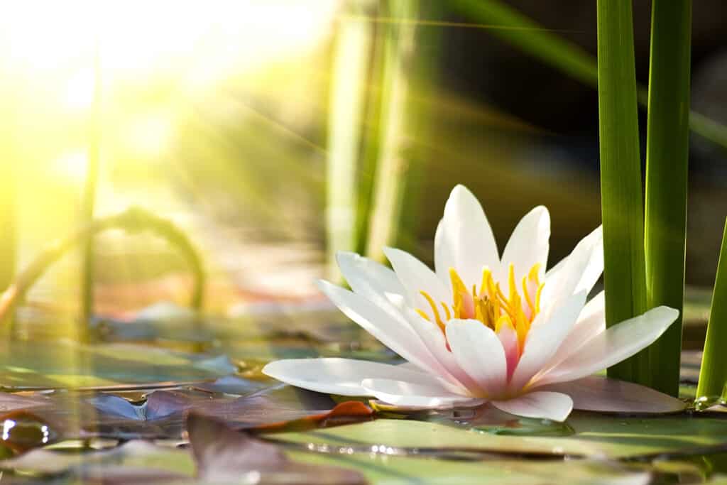 artwork of pink lotus flower in a pond