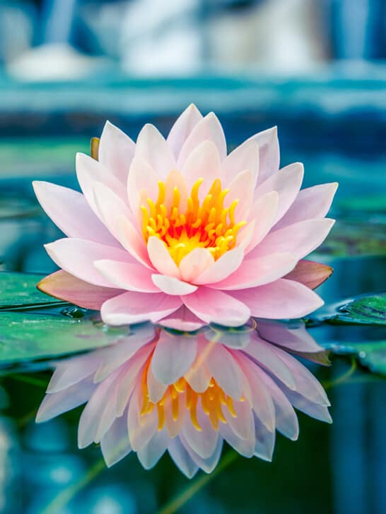 pink lotus flower reflected in water