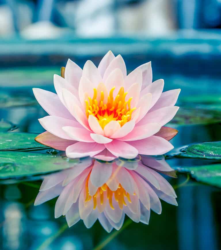 feng shui lotus flower