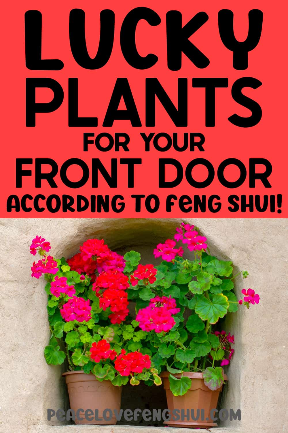 lucky plants for your front door according to feng shui