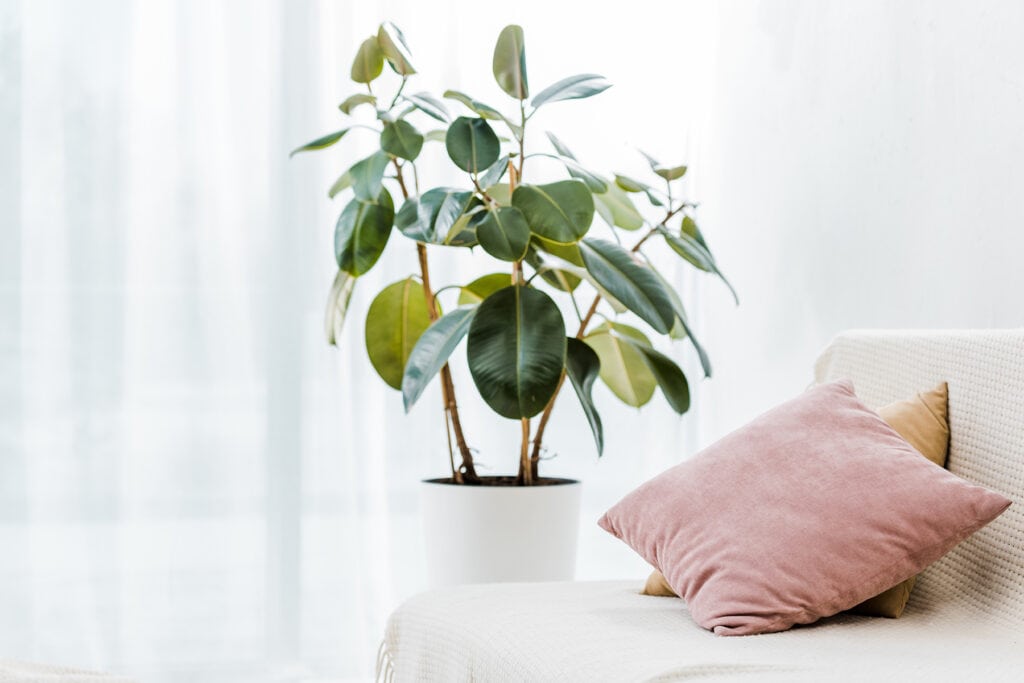 green plant next to couch with pink and gold pillows