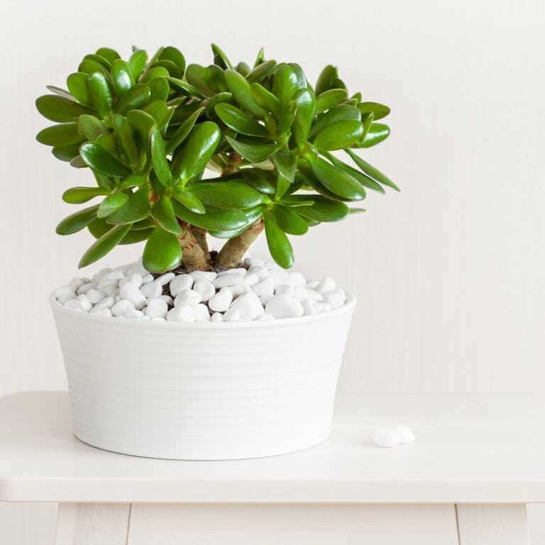 feng shui money plants